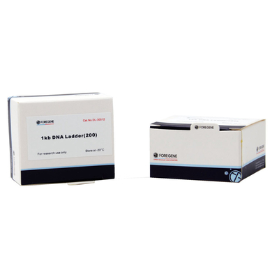 Agarose Gel Electrophoresis استخدم سلم DNA بأحجام تتراوح من 1 كيلو بايت إلى 8 كيلو بايت