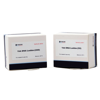 Agarose Gel Electrophoresis استخدم سلم DNA بأحجام تتراوح من 1 كيلو بايت إلى 8 كيلو بايت