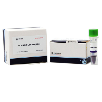 Agarose Gel Electrophoresis استخدم سلم DNA بأحجام تتراوح من 1 كيلو بايت إلى 8 كيلو بايت