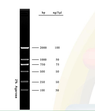 2000bp DNA ماركر Agarose Gel PCR Kit سلم الحمض النووي للأبحاث